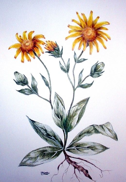 Hand Made Floral Botanical / Colored Pencil by Moonlight Murals