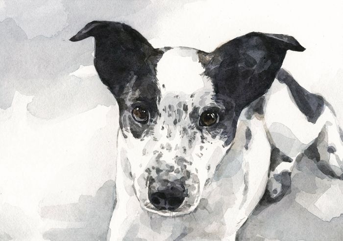 Custom Dog Portrait by David Scheirer