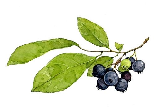 Custom Made Blueberries Botanical Watercolor Painting