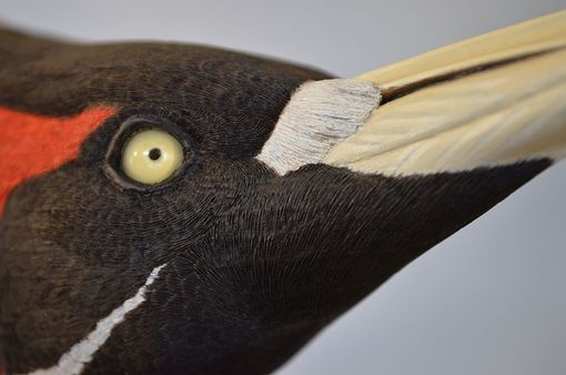 Custom Made Ivory Billed Woodpecker