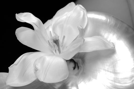 Custom Made Wonderful Flor Photo By Al Saulso