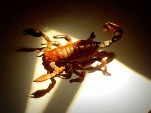 Custom Made Copper Scorpion Sculpture