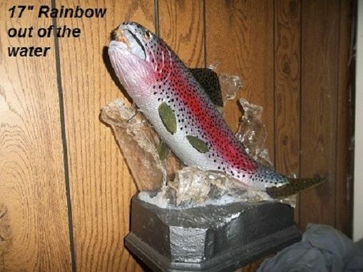 Custom Made 17" Rainbow Trout Breeching Completelyout Of Water.