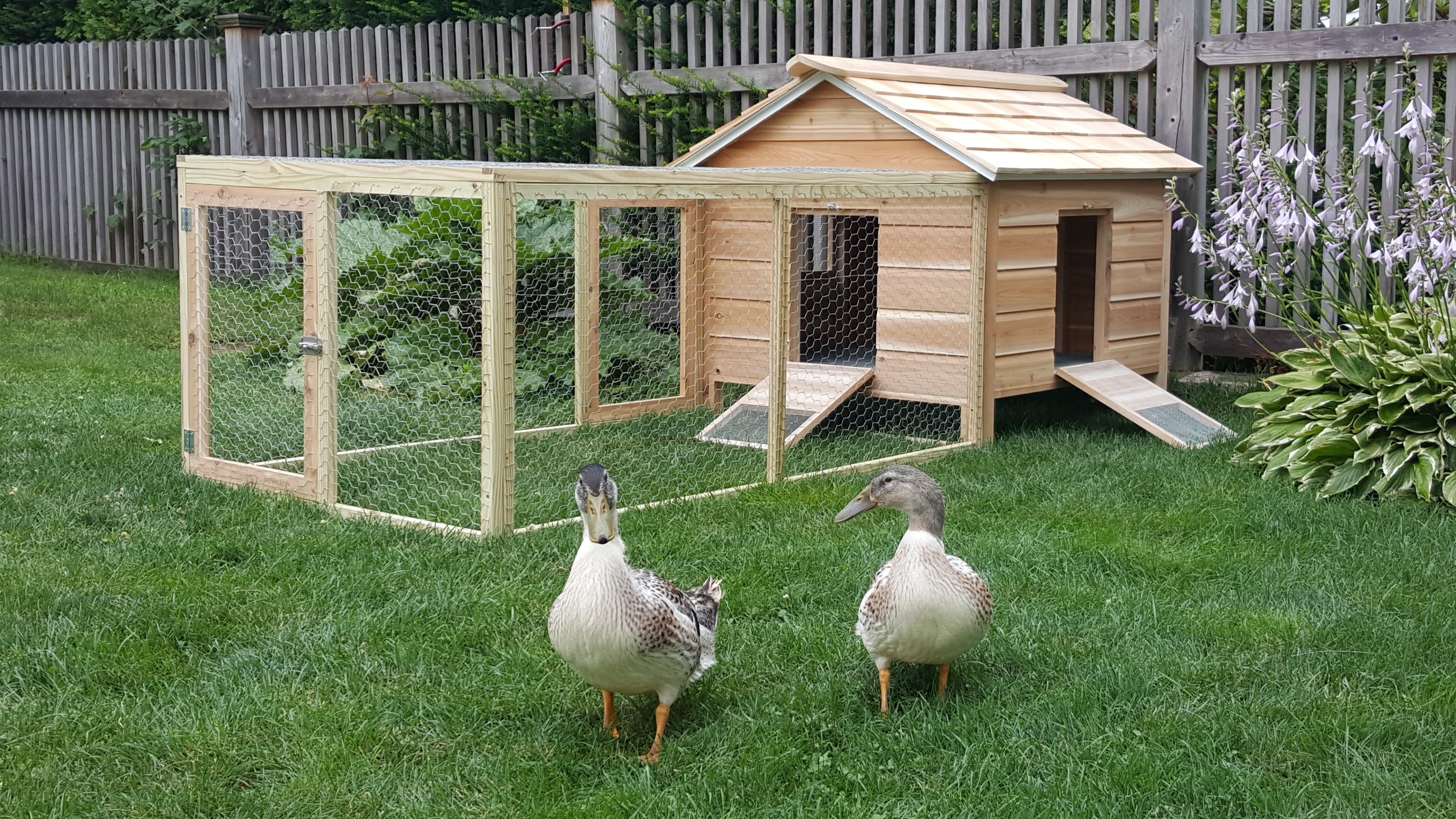 Hand Crafted Cedar Duck Hutch / Chicken Coop by Lyons ...