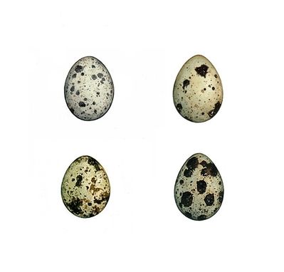 Custom Made Bird Eggs Watercolor