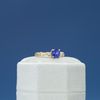 Gustavo's Engagement Ring 4