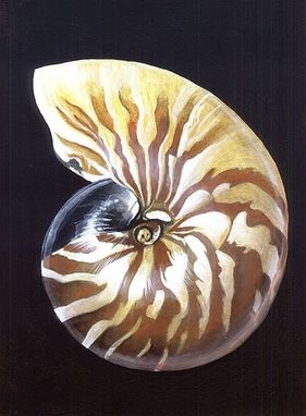 Custom Made Nautilus Shell