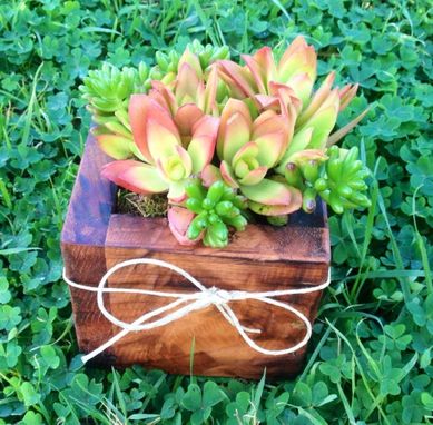 Custom Made Small Reclaimed Solid Wood Box For Succulent Plants