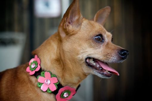Custom Made Dog Collar, Hippie Flowers