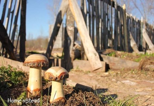 Custom Made Wooden Mushrooms | Garden Decor