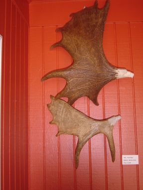 Custom Made Carved Moose Antlers Wall Hanging