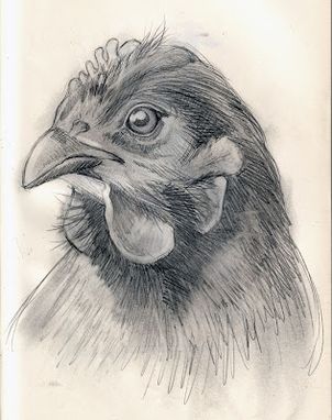 Hand Made Bird Drawings by Sophy Tuttle Art & Illustration | CustomMade.com