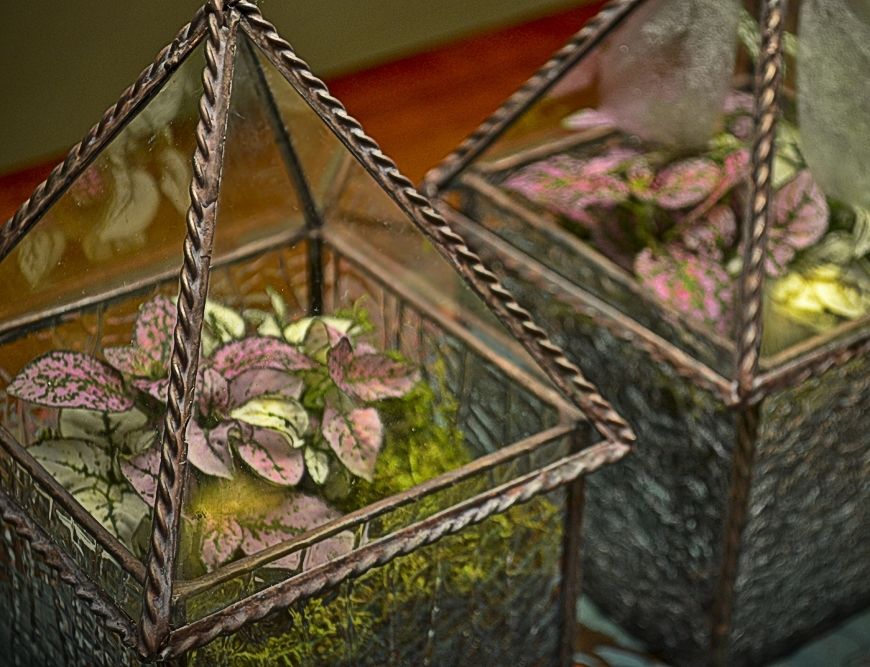 Custom Made 4" X 4"X 8" Terrarium / Display Case by BC Studios