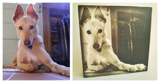 Custom Made Pet Portrait, Pet Memorial