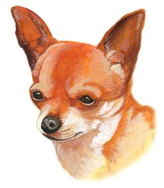 Custom Made Chihuahua
