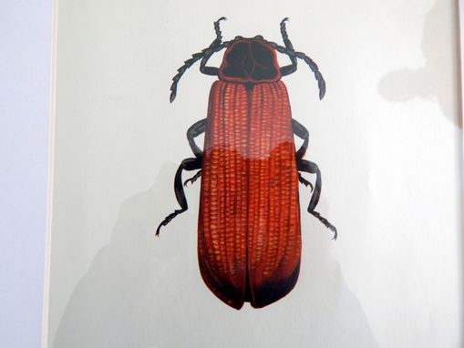 Custom Made Antique Red Beetle Lithograph Print Framed In Barn Board