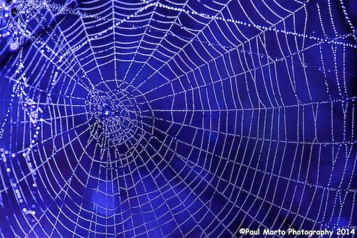 Custom Made "Purple Web", Photograph, 12" X 18" Unframed Print