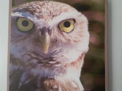 Custom Made Sw Florida Burrowing Owl