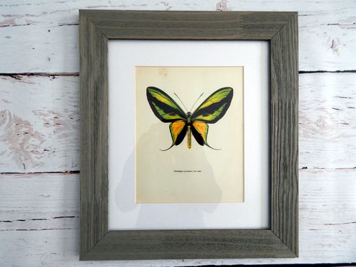 Custom Made Antique Butterfly Lithograph Print Framed In Barn Board