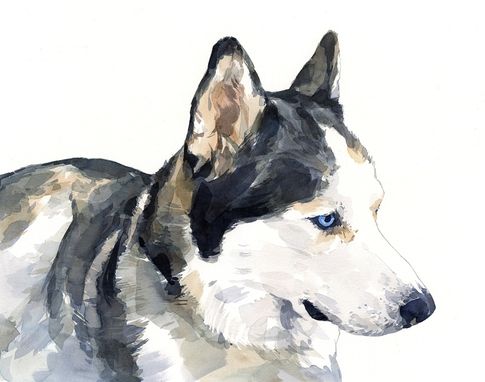 Custom Made Husky Dog Portrait, Watercolor Painting