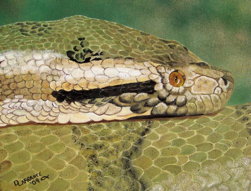 Custom Made Green Anaconda Snake Oil Painting