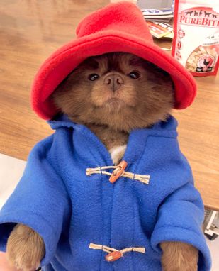 Custom Made Famous Dog Costume In Toggle Coat & Red Floppy Hat