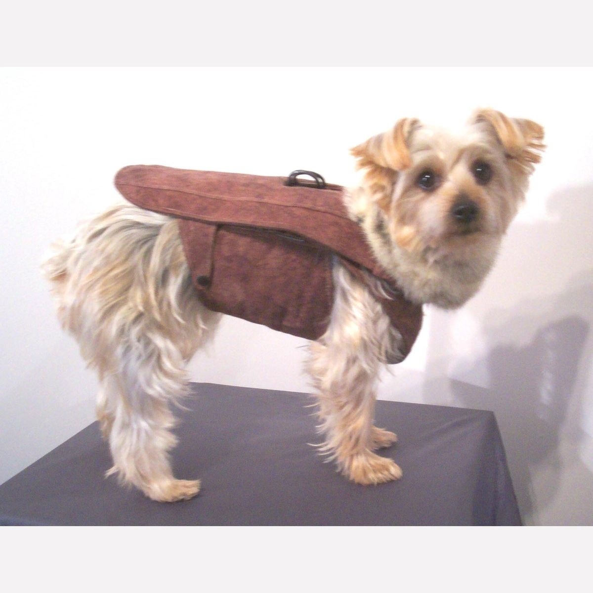 Custom Made Dog Coat And Harness by Miguel and Co.