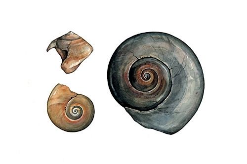 Custom Made Sea Shells Watercolor Painting