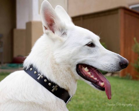 Custom Made Custom Black Leather Dog Collar With Cross Conchos