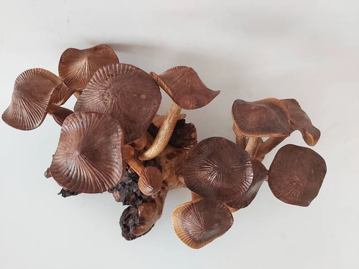 Custom Made Family Mushrooms, Wooden Mushrooms Parasite Wooden Mushrooms