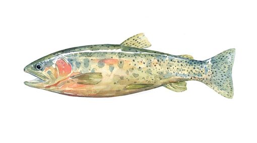 Custom Made Original Fish Watercolor Painting