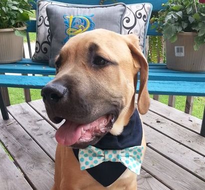 Custom Made 5 Piece K-9 Bow Tie Bandana Set