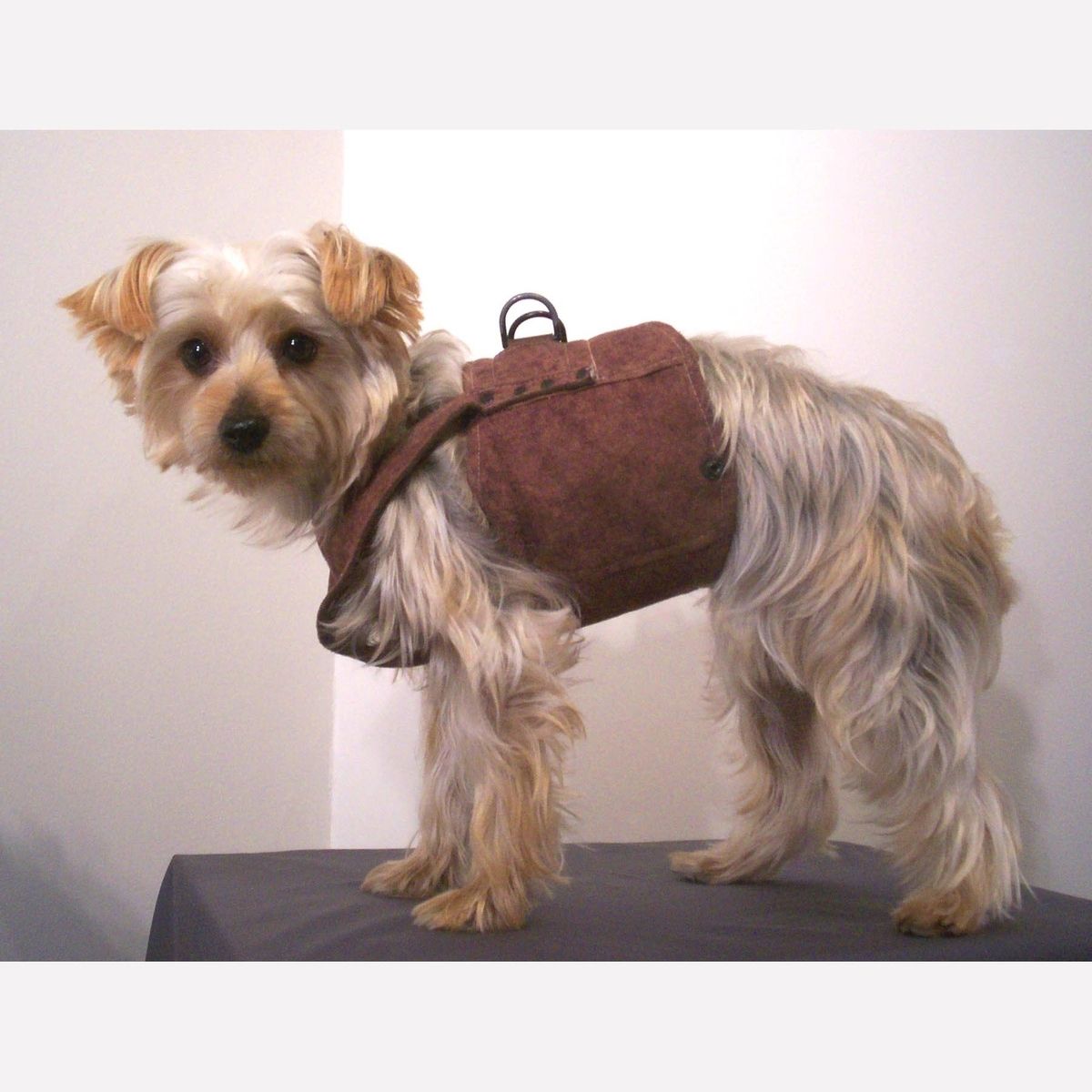 Custom Made Dog Coat And Harness by Miguel and Co.