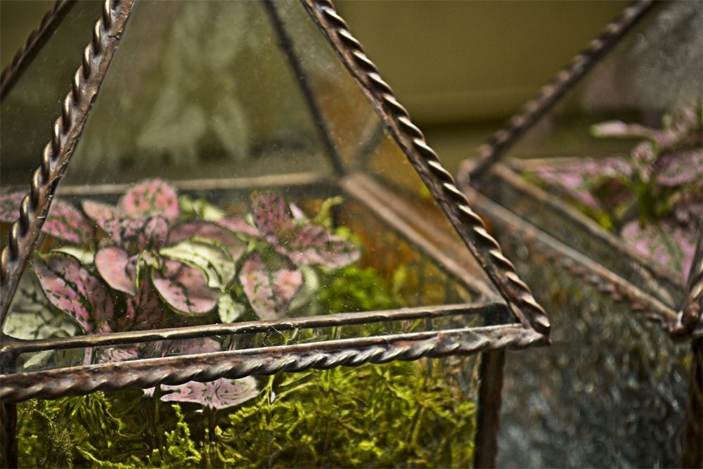 Custom Made 4" X 4"X 8" Terrarium / Display Case by BC Studios