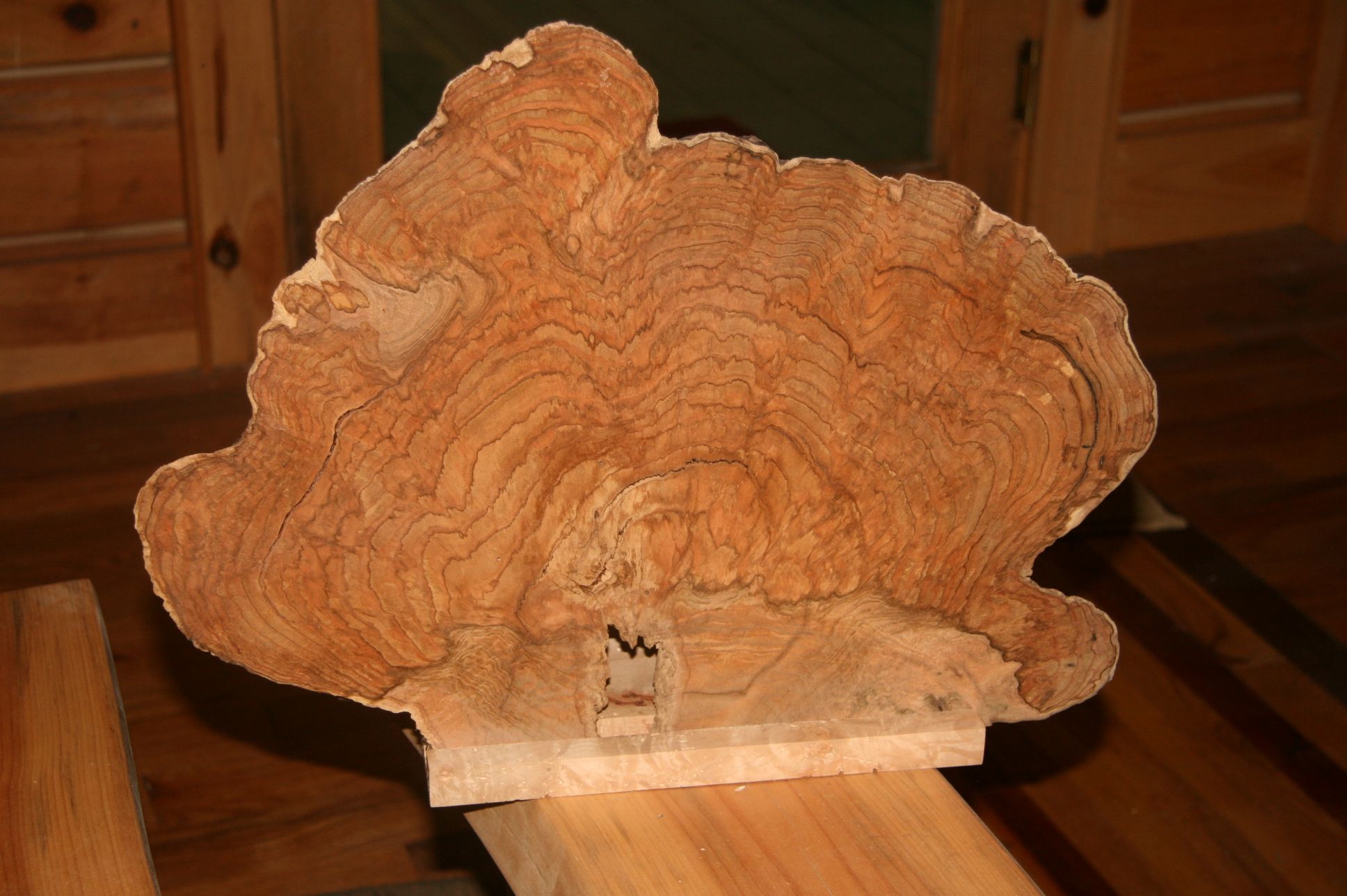 burled maple wood