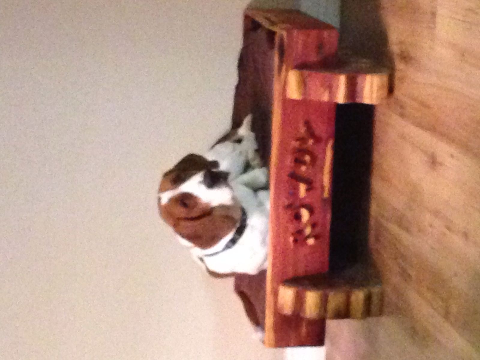 Hand Made Cedar Dog Bed by Jordan Creek Woodworks