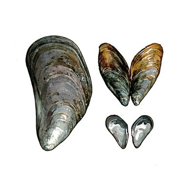 Custom Made Mussels Watercolor Print