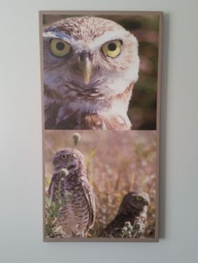 Custom Made Sw Florida Burrowing Owl