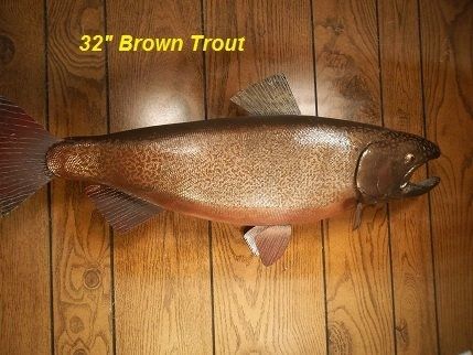 Custom Made 32" Brown Trout