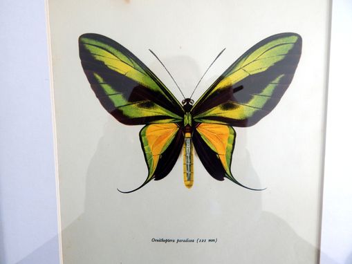 Custom Made Antique Butterfly Lithograph Print Framed In Barn Board