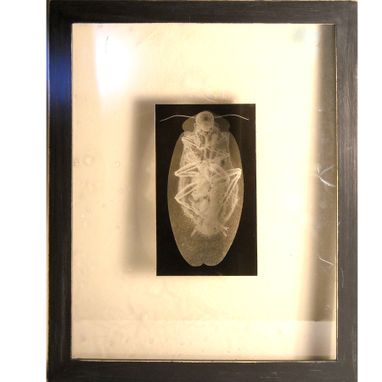 Custom Made Xrays Of Insects And Other Animals