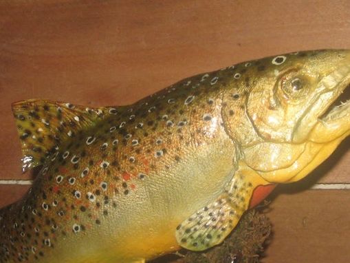 Custom Made Hand Carved German Brown Trout