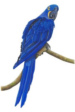 Custom Made Blue Winged Macaw
